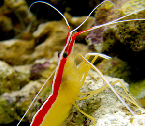 Observing Shrimp in Key West